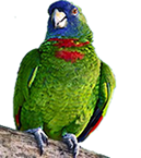 Jachqo Hosting logo